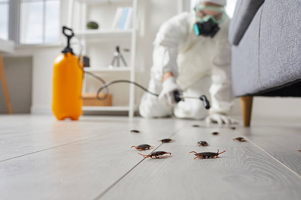 Affordable Termite Control solutions in Byng, OK
